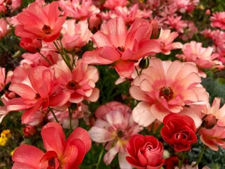 Fototapeta premium 花壇に咲いた朱色の花