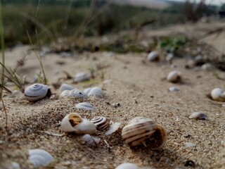 Shells on the beach