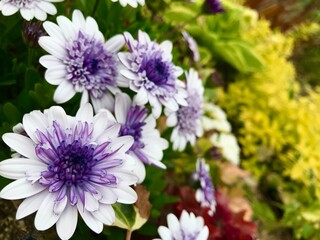 花壇に咲いた白と紫色の花