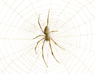 Araignée dorée sur toile d’or 
