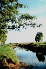 Fototapeta na wymiar Arroyo tranquilo entre àrboles verdes de Eucalipto con silueta en el agua, forma un bello diseño natural espejado con fondo del cielo azul 