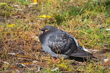 pidgeons in the city