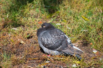 pidgeons in the city