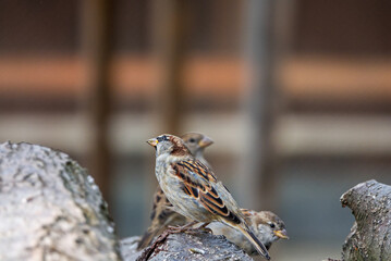 Close-up photo of House Sparrow sitting on a wooden log and looking into the camera. High quality photo