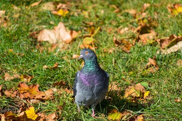 pidgeons in the city