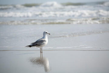 Common Seagull in the Sand on the Beach near Waves in the Ocean