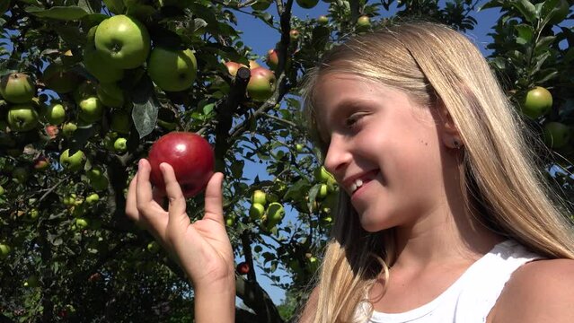 Kid Eating Apple, Rustic Child in Orchard, Tasting Fruits in Tree, Farmer Blonde Girl at Village at Countryside
