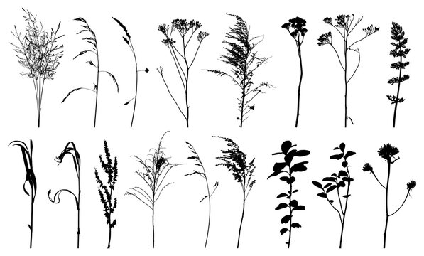 Weeds, wild plants in field and forest, set of silhouette. Vector illustration