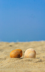 Summer photo of shells on the beach and free space for your decoration. Sea Shell In the Sand. Colorful shells on the beach.