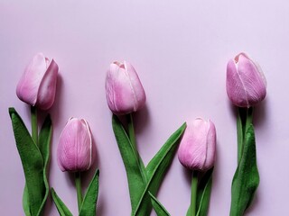 Fototapeta premium Pattern of pink tulips on pink background with copy space. Spring flatlay with copy space. Day of Earth.