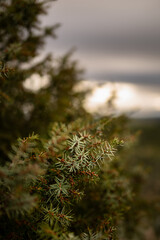 Pine leaves at dawn after a rainy night