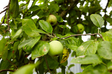 Ripe apples on a tree in a garden. Organic apples hanging from a tree branch in an apple orchard