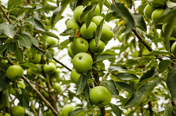 Ripe apples on a tree in a garden. Organic apples hanging from a tree branch in an apple orchard