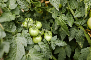 Tomato grows in the garden. Growing fresh vegetables at farm © supersomik