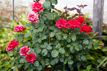 Bouquet red roses in the garden. A bush of beautiful roses in summer light. Beautiful spring or summer blooming rose plant