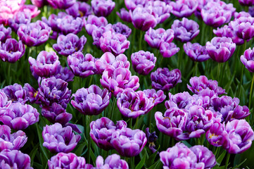 Obraz premium Beautiful tulip flowers blooming in a garden. Beauty tulip plant in the spring garden in rays of sunlight in nature. Blur background with bokeh image, selective focus