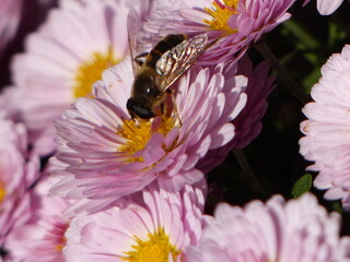 the bee inspects a pink flower