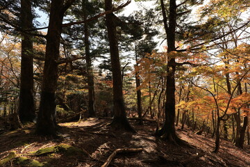 紅葉の森６