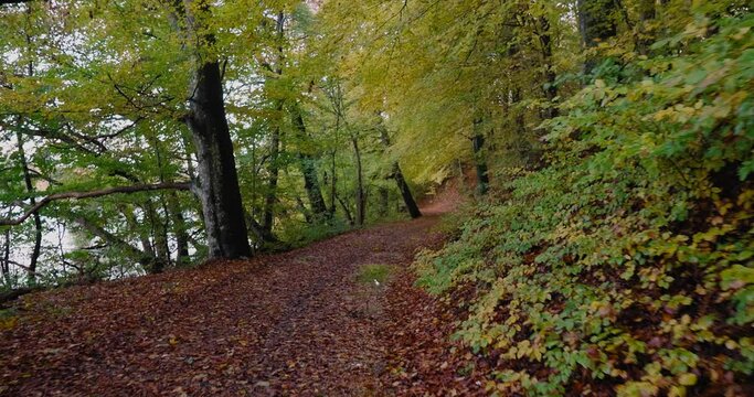 POV Walking By Gyllebo Lake on a Narrow Path With Puddle and Trees in Autumn, &Ouml;sterlen Sweden - Wide Shot Tracking Forward and Pan Right