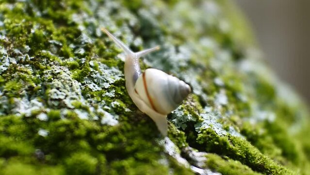 a small snail crawling on a plant branch