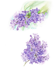 Lilac branches in purple tones. Watercolor illustration.