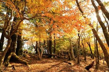紅葉の森
