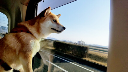 車から外を眺めるかわいい柴犬