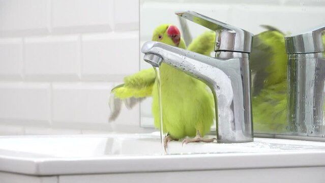 Parrot Bird Washing in Sink, Alexander Parrot Playing Drinking Water, Indian, Funny Ring-necked Parakeet Birds, Children Pets