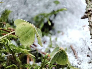 Green shamrock in a winter forest on a snowy background closeup.
