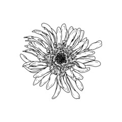Aster. Hand drawn spring flowers line art. Isolated on white background.