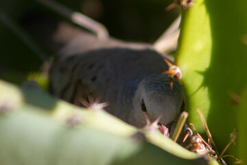 Wild Dove, Zenaida macroura incubating eggs in its nest made on a dragon fruit cactus