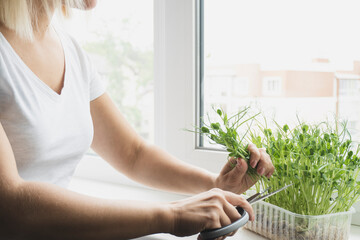 Young caucasian woman cutting micro greens with scissors on windowsill, Healthy organic eco food,...