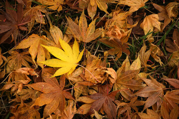 Yellow maple leaves stand out among the fallen leaves.