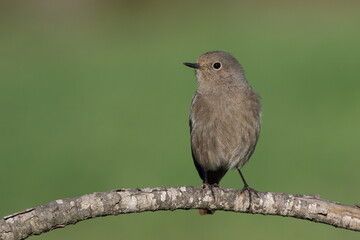 Black Redstart (Phoenicurus ochruros) perching on twig