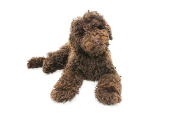 Portrait brown poodle puppy dog. Isolated on white background