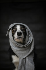 Old Dog Model with Scarf on Head