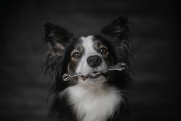 Dog Acting Mechanic with Spanner in Mouth