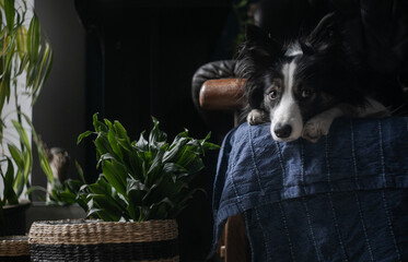 Dog Resting on Blue Blanket on the Couch in Home