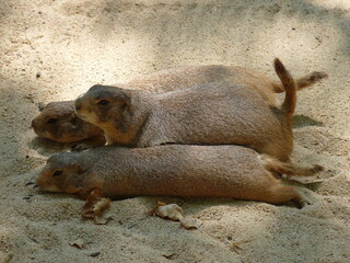 Three prairie dogs in profile and lying on their bellies in the sand - photo
