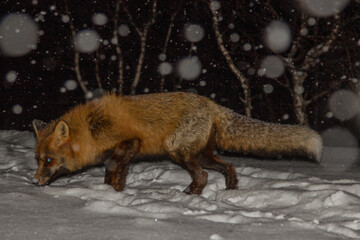 fox in the snow