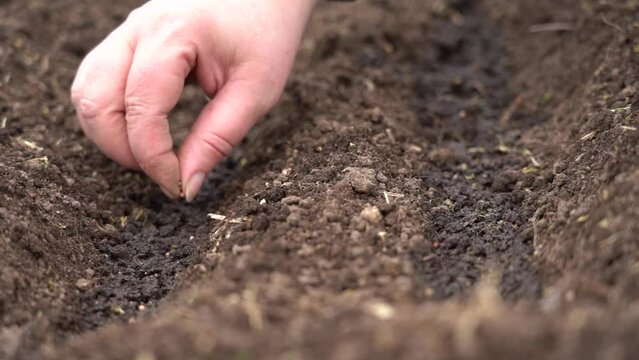 The hand puts the seed in the soil. Vegetable planting season