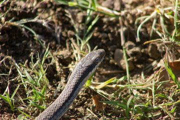 Epicrates Striatus, is commonly known as the Hispaniolan Boa, small size crawling in a field of...