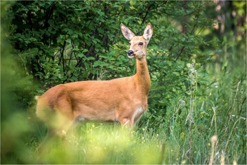 deer in the woods