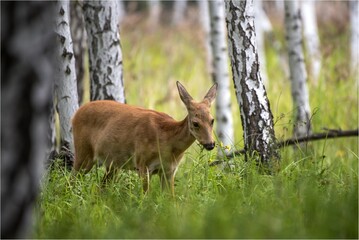 roe deer in the woods