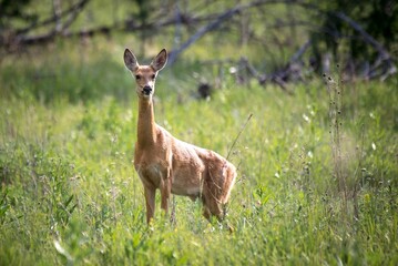 deer in the grass