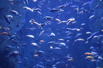 Ryby niewielkie różnokolorowe na granatowym tle