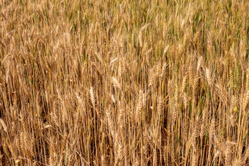 Photo of golden barley field