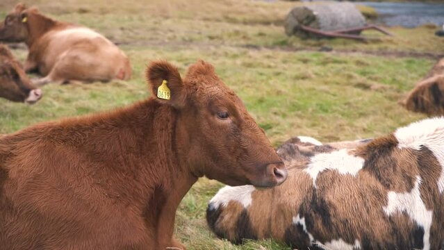 Brown cow and rest of the herd lying in the grass in wind, Iceland.
