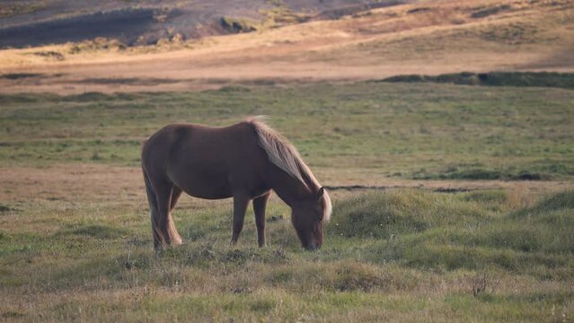 Chestnut icelandic horse grazing alone in a grass field at sunset.