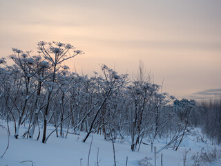 thickets of hogweed in winter day
